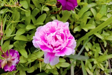 Close-up of a blooming pink Portulaca flower with delicate petals surrounded by fresh green leaves in a natural garden setting.

