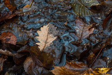 Stream flowing with autumn leaves under rain showcasing vibrant colors and textures in a tranquil natural setting