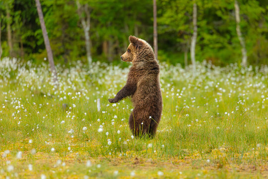 Eurasian Brown Bear (Ursos arctos arctos); juvenile standing upright in swamp to observe its environment
