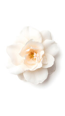 Fototapeta premium A white Damascus rose, top view, isolated white background