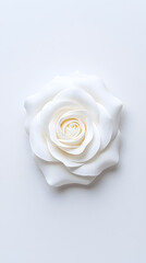 A white Damascus rose, top view, isolated white background