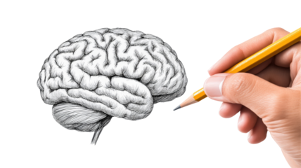 Isolated Hand Drawing a Brain with Yellow Pencil