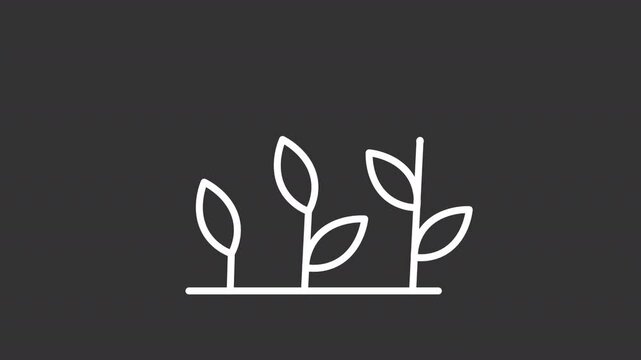 Plant development white line animation. Animated sprouts icon. Natural growth stages. Lifecycle of plants. Isolated illustration on dark background. Transition alpha video. Motion graphic