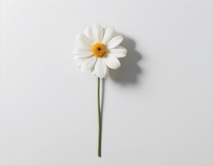 Obraz premium beautiful flowers on white background.
