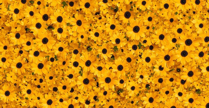 Vibrant Yellow Black Eyed Susan Flower Field Background Texture