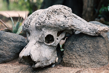 African buffalo skull close up.
