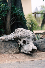 African buffalo skull close up. decoration of the territory