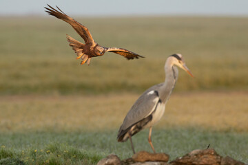 Western marsh harrier in flight at first light on a cold January day in a Mediterranean meadow