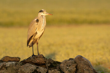Grey heron in a wetland in central Spain on a cold winter day with the first rays of sunrise