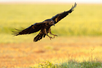 Common raven flying in a Mediterranean meadow with the last light of a winter day
