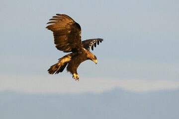 Spanish Imperial Eagle landing on its favourite watchtower in a Mediterranean pasture of grass, ash trees, oaks and pines with the first light of a winter day