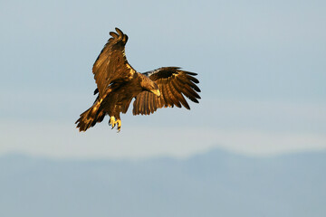 Spanish Imperial Eagle landing on its favourite watchtower in a Mediterranean pasture of grass, ash trees, oaks and pines with the first light of a winter day