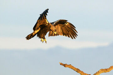 Spanish Imperial Eagle landing on its favourite watchtower in a Mediterranean pasture of grass, ash trees, oaks and pines with the first light of a winter day