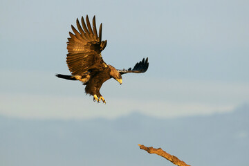 Spanish Imperial Eagle landing on its favourite watchtower in a Mediterranean pasture of grass, ash trees, oaks and pines with the first light of a winter day