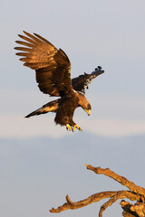 Spanish Imperial Eagle landing on its favourite watchtower in a Mediterranean pasture of grass, ash trees, oaks and pines with the first light of a winter day