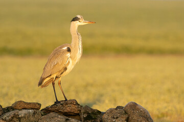 Grey heron in a wetland in central Spain on a cold winter day with the first rays of sunrise