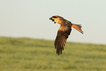 Red Kite flying in a Mediterranean pasture of grass, ash trees, oaks and pines with the last light of a winter day