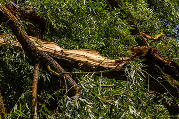 Broken tree branch hanging from a tall tree surrounded by lush green leaves after a storm in the afternoon light