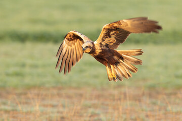 Western marsh harrier flying in a Mediterranean meadow of grass, ash trees, oaks and pines with the...