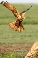 Western marsh harrier in flight at first light on a cold January day in a Mediterranean meadow