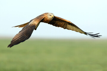 Red Kite flying in a Mediterranean pasture of grass, ash trees, oaks and pines with the last light of a winter day