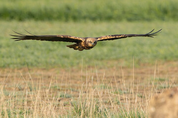 Western marsh harrier flying in a Mediterranean meadow of grass, ash trees, oaks and pines with the last light of a winter day