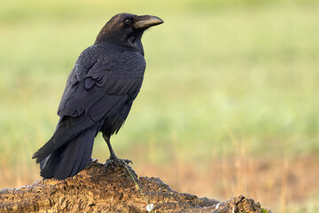 Common raven on a cold winter day in a Mediterranean meadow with the first rays of sunrise
