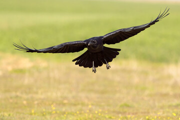 Common raven flying in a Mediterranean meadow with the last light of a winter day