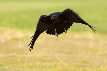 Common raven flying in a Mediterranean meadow with the last light of a winter day