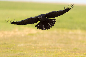 Common raven flying in a Mediterranean meadow with the last light of a winter day