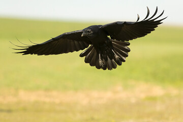 Common raven flying in a Mediterranean meadow with the last light of a winter day