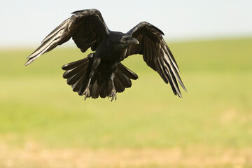 Common raven flying in a Mediterranean meadow with the last light of a winter day