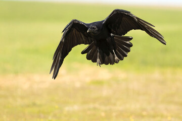 Common raven flying in a Mediterranean meadow with the last light of a winter day