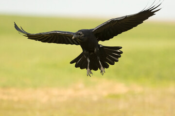 Common raven flying in a Mediterranean meadow with the last light of a winter day