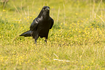 Common raven on a cold winter day in a Mediterranean meadow with the first rays of sunrise
