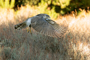 Female Northern Goshawk in flight in the last light of a January evening in a pine and oak forest