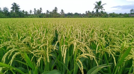 Fototapeta premium Rice paddy field, green stalks, rural landscape, Asian farming