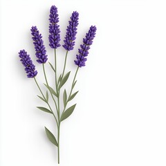 Obraz premium Vibrant Lavender Sprig on White Background: A Serene Floral Image for Relaxation and Wellness