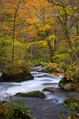 日本、青森、奥入瀬渓流、阿修羅の流れ
