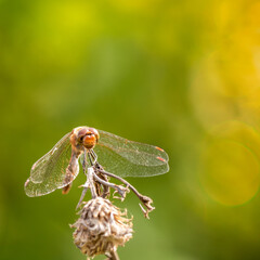 libellule en macro, insecte pr&eacute;dateur, cette libellule est juch&eacute;e sur une herbe sur herbe sauvage, Proxi photographie, insecte pr&eacute;dateur
