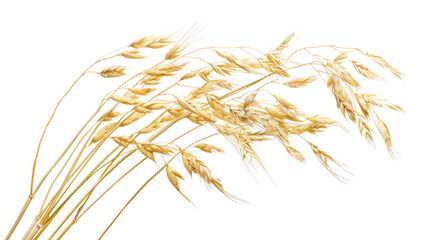 Oat plant with transparent background isolated