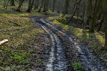 Winding dirt path through a serene forest landscape during early morning hours with dewy grass and fallen leaves