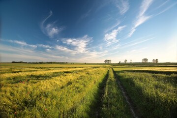 Dirt road among growing cereals in a field on a spring morning. June, Poland