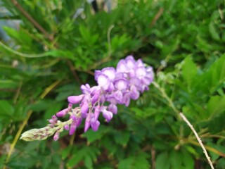 Obraz premium Beautiful pink purple wildflower blooming garden nature macro close-up photography
