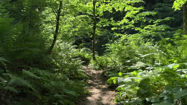  camera glides smoothly through dense mountain jungles, capturing the lush greenery of towering ferns and towering trees. The vibrant foliage sways gently in the wind as the camera weaves 