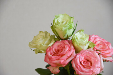 緑とピンクのばら