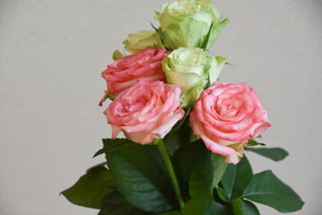 緑とピンクのばら