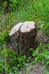 Stump in a grassy area surrounded by lush green foliage during a sunny day in a natural setting