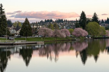 Fototapeta premium Spring Sunset over a Lake A tranquil lake reflecting a pink and orange spring sunset, with blooming trees on the shore. 