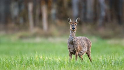 Roe deer doe in gestation in moult on the lookout in a clearing. Capreolus capreolus, Touraine, Indre et Loire 37, région Centre-Val-de-Loire, France, European Union, Europe
